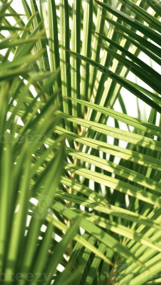 Palm Leaf Texture Close Up photo