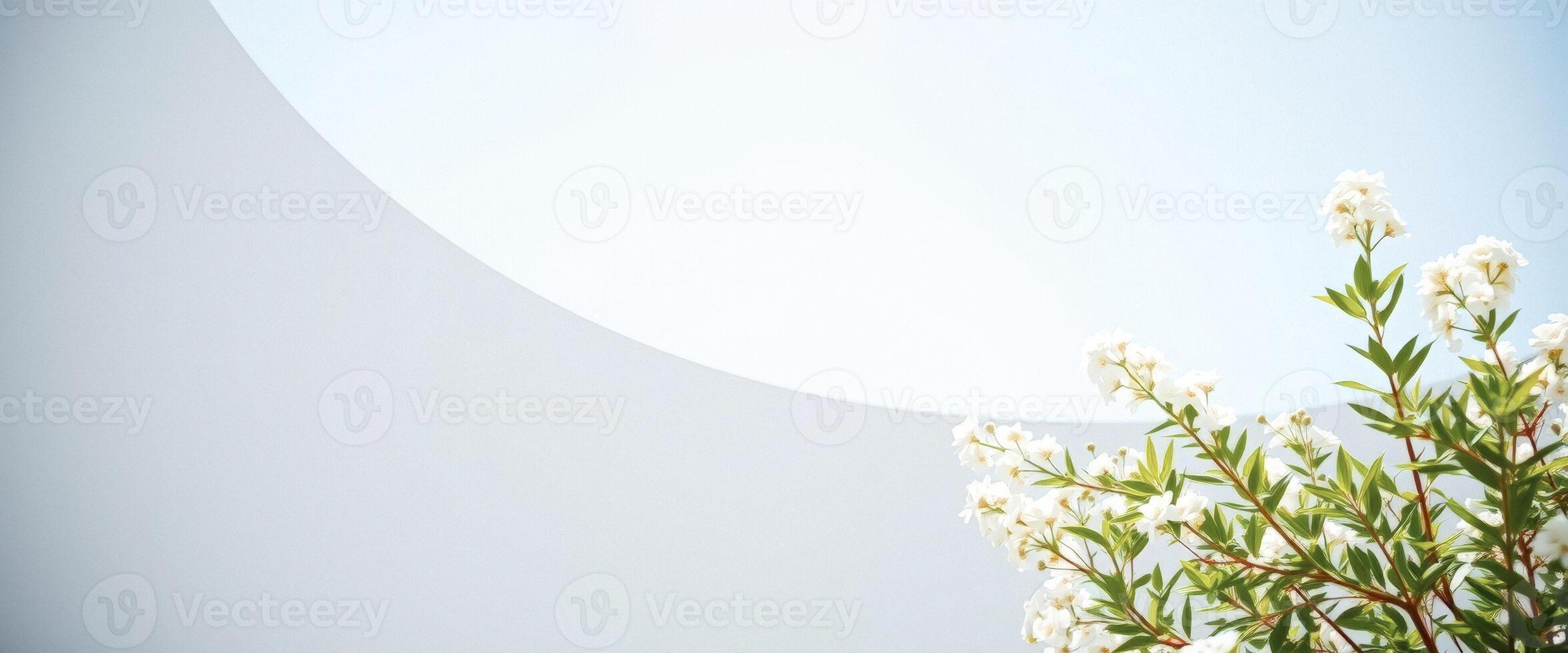 White Flowers and Blue Sky photo