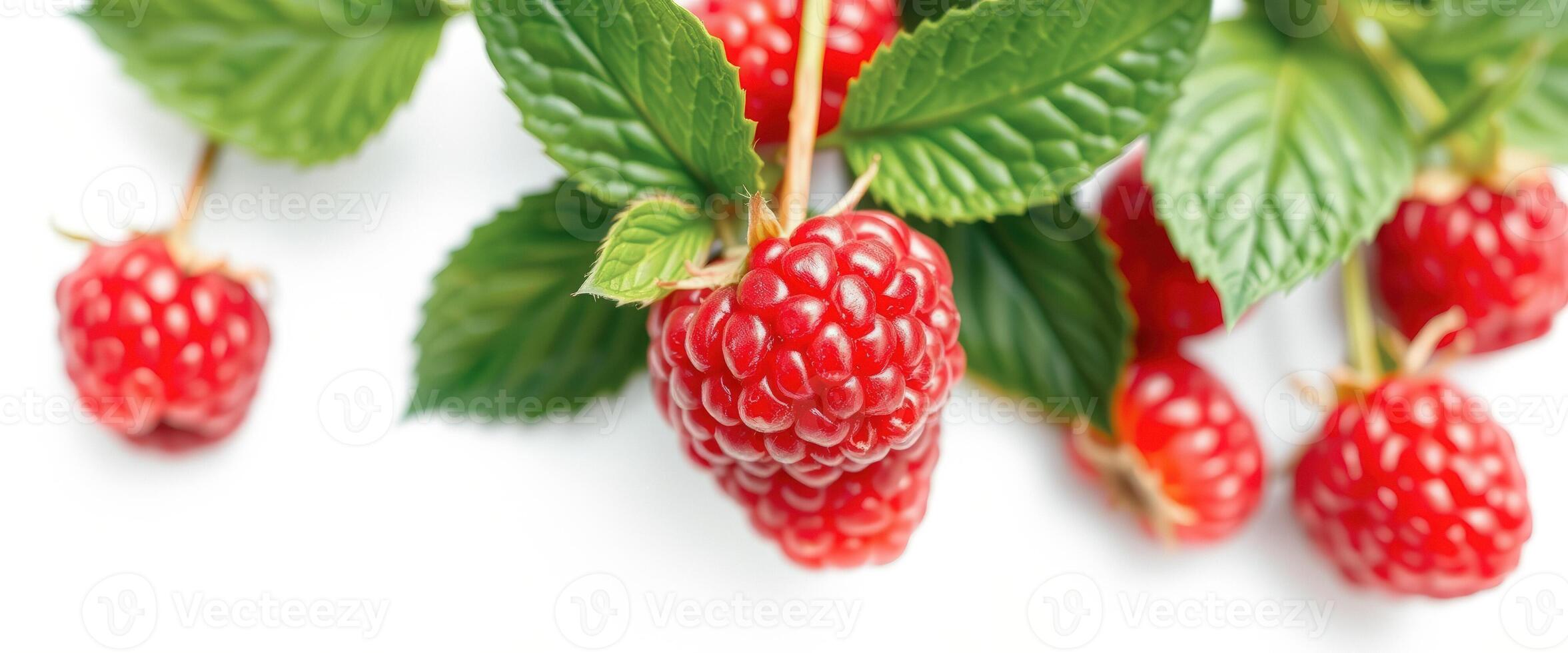 Close-up of Fresh Raspberries with Green Leaves photo