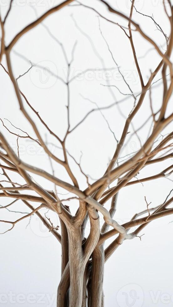 Bare Branches of a Tree Against a White Sky photo