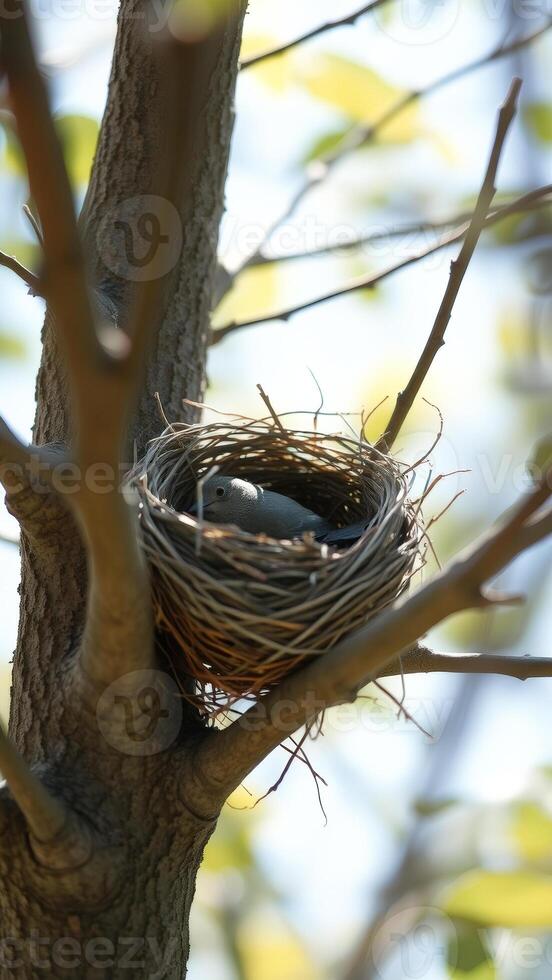 Bird in a Nest on a Tree Branch photo