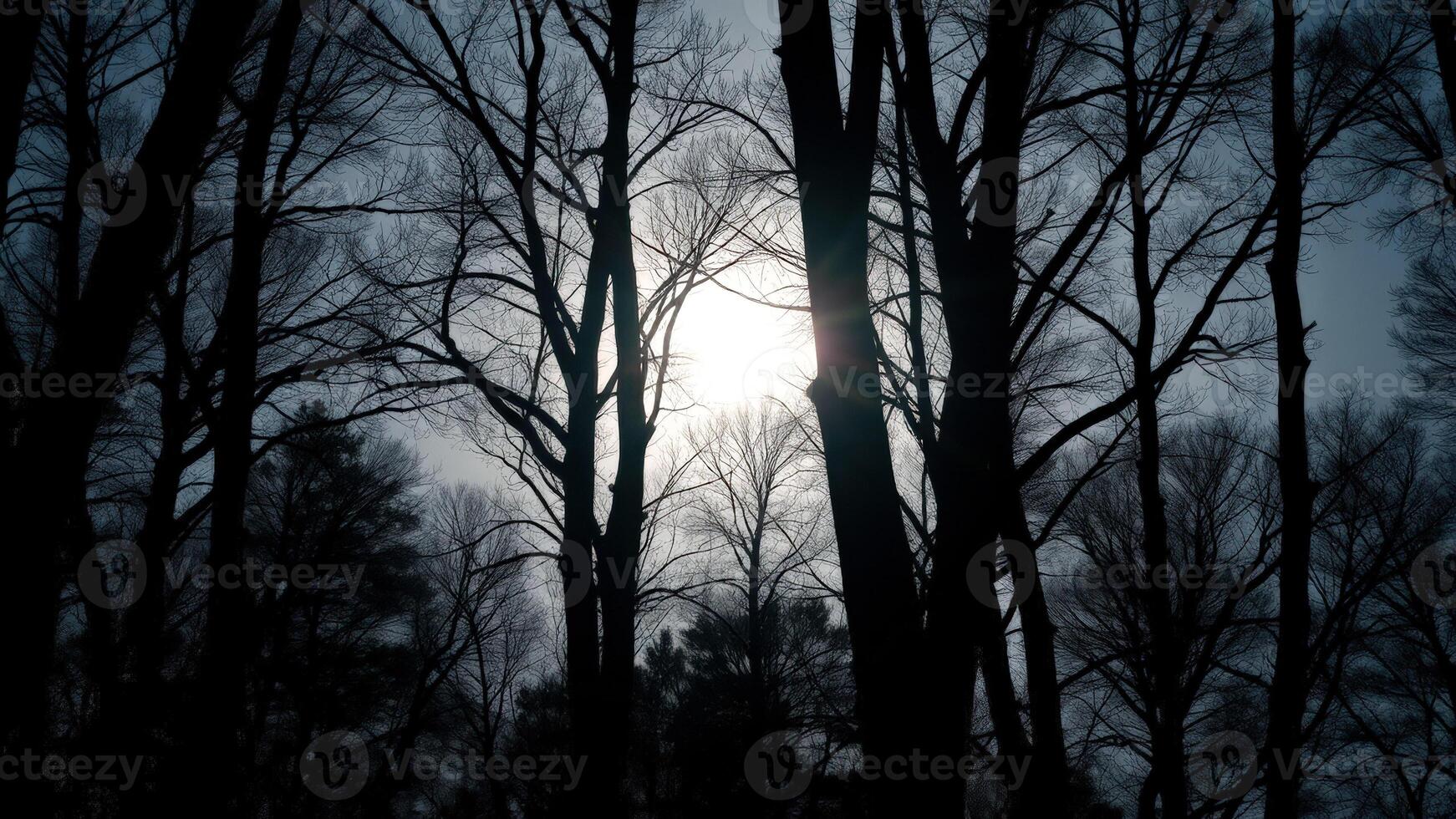Silhouette of Trees with Sun Shining Through photo