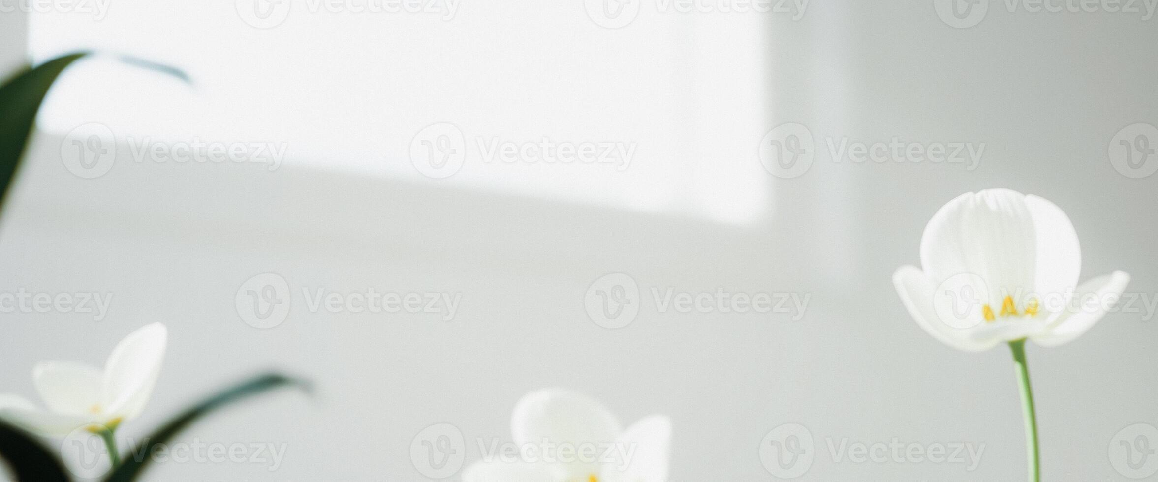 White Flowers in a White Room photo