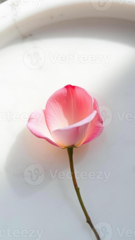 Single pink flower on white background photo