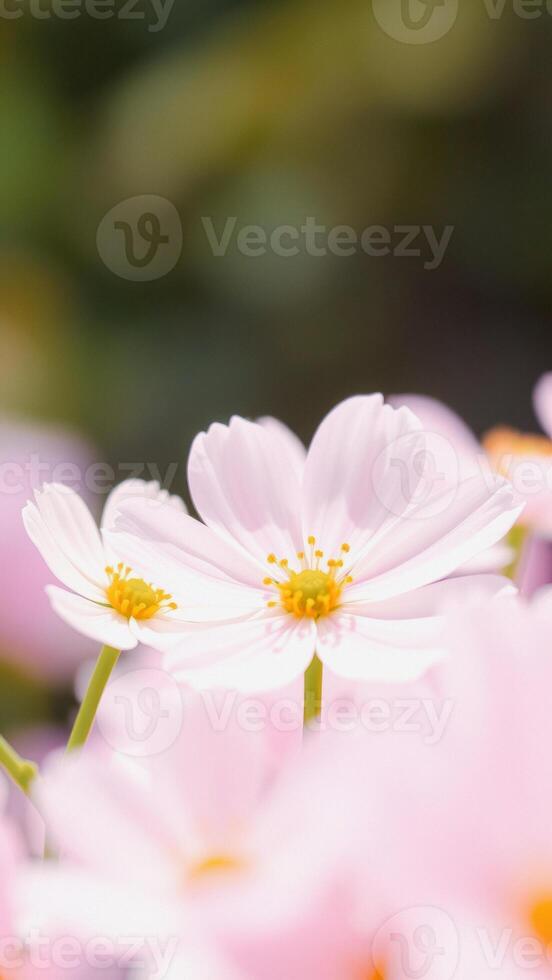Pink Cosmos Flower with Blurred Background photo