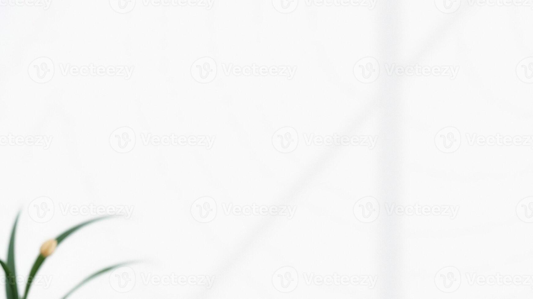 Minimalist White Background with Green Plant and Soft Light photo