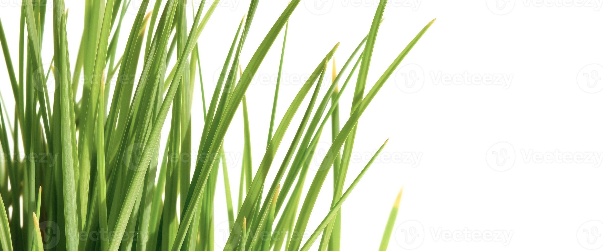 Green Grass Blades Closeup photo