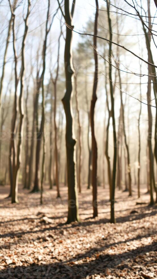 Blurred Abstract Forest Landscape photo