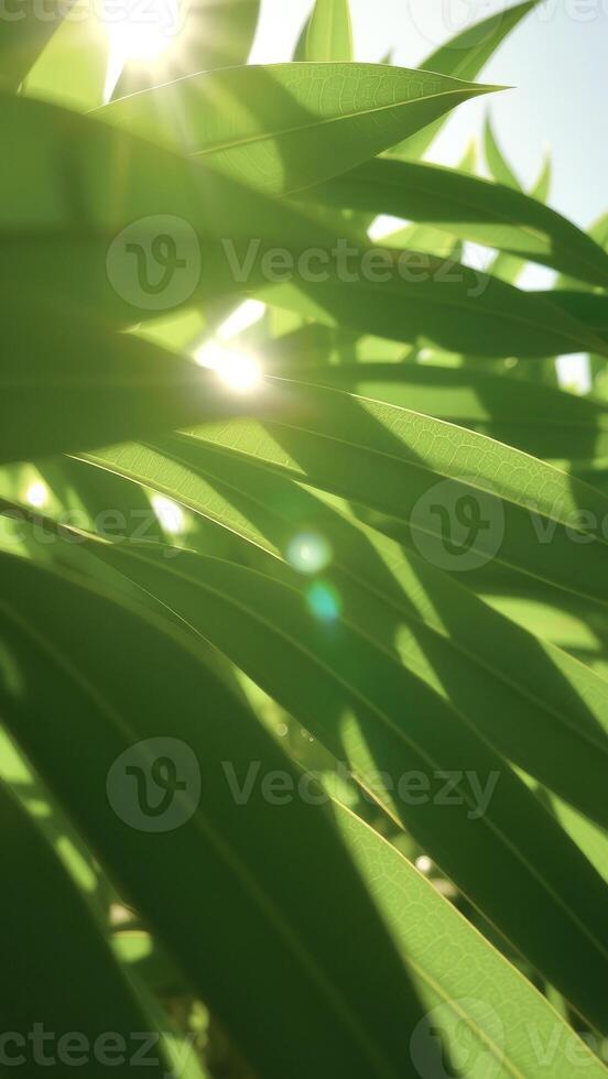 Sunbeams through Green Leaves photo