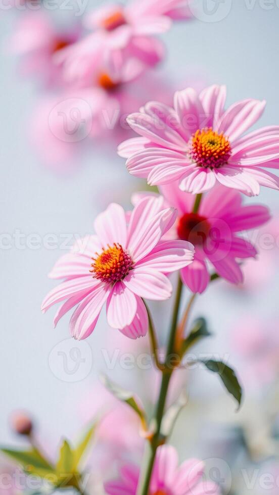 Delicate Pink Flowers Against a Soft Blue Sky photo