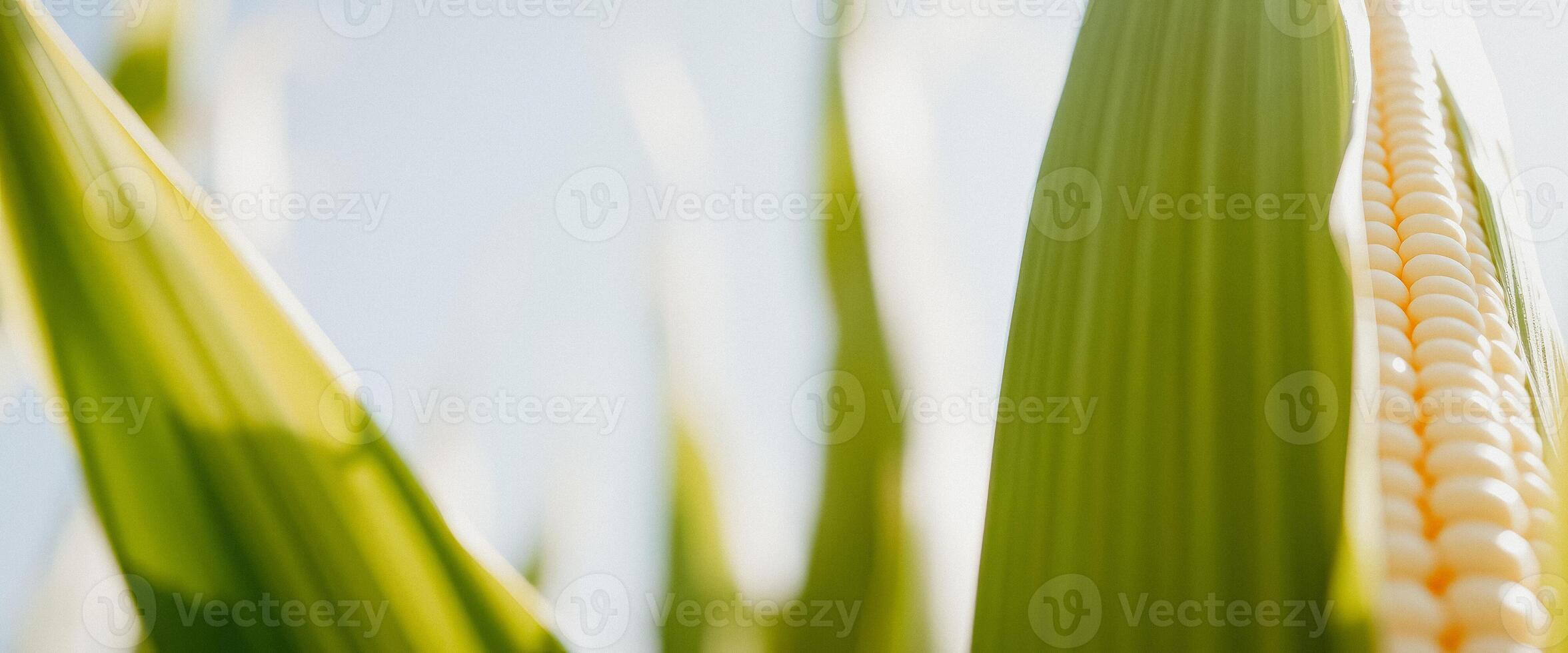 Closeup of corn kernels in a husk photo