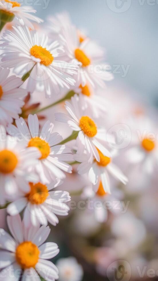 Delicate White Daisies with Yellow Centers photo