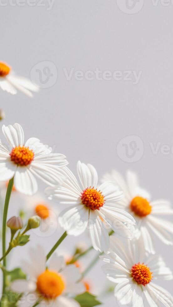 Daisies in Soft Light photo