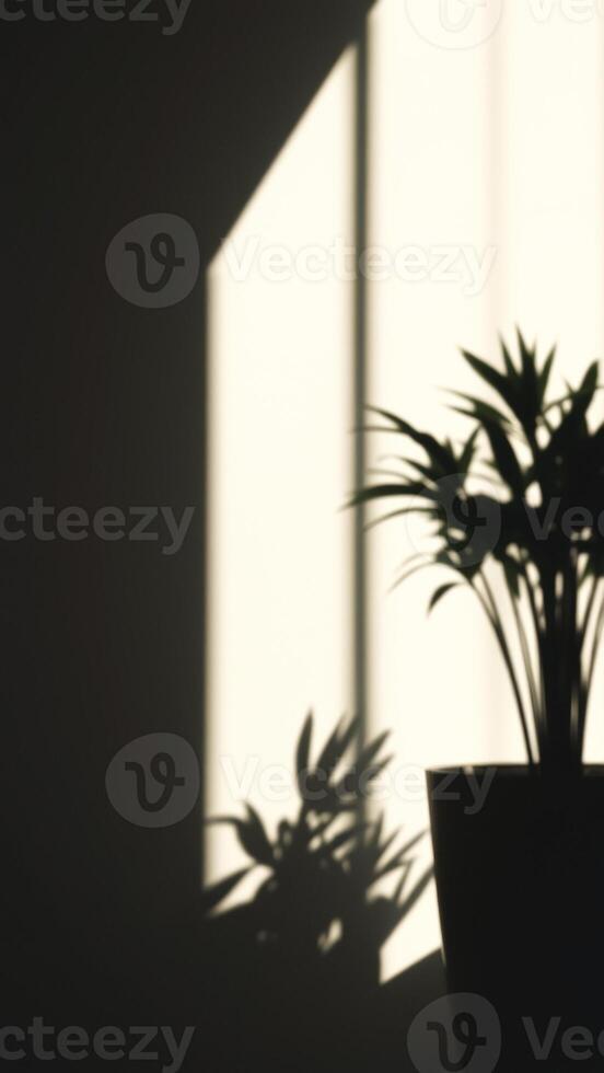 Silhouette of a plant in a pot, cast by the sunlight streaming through a window photo