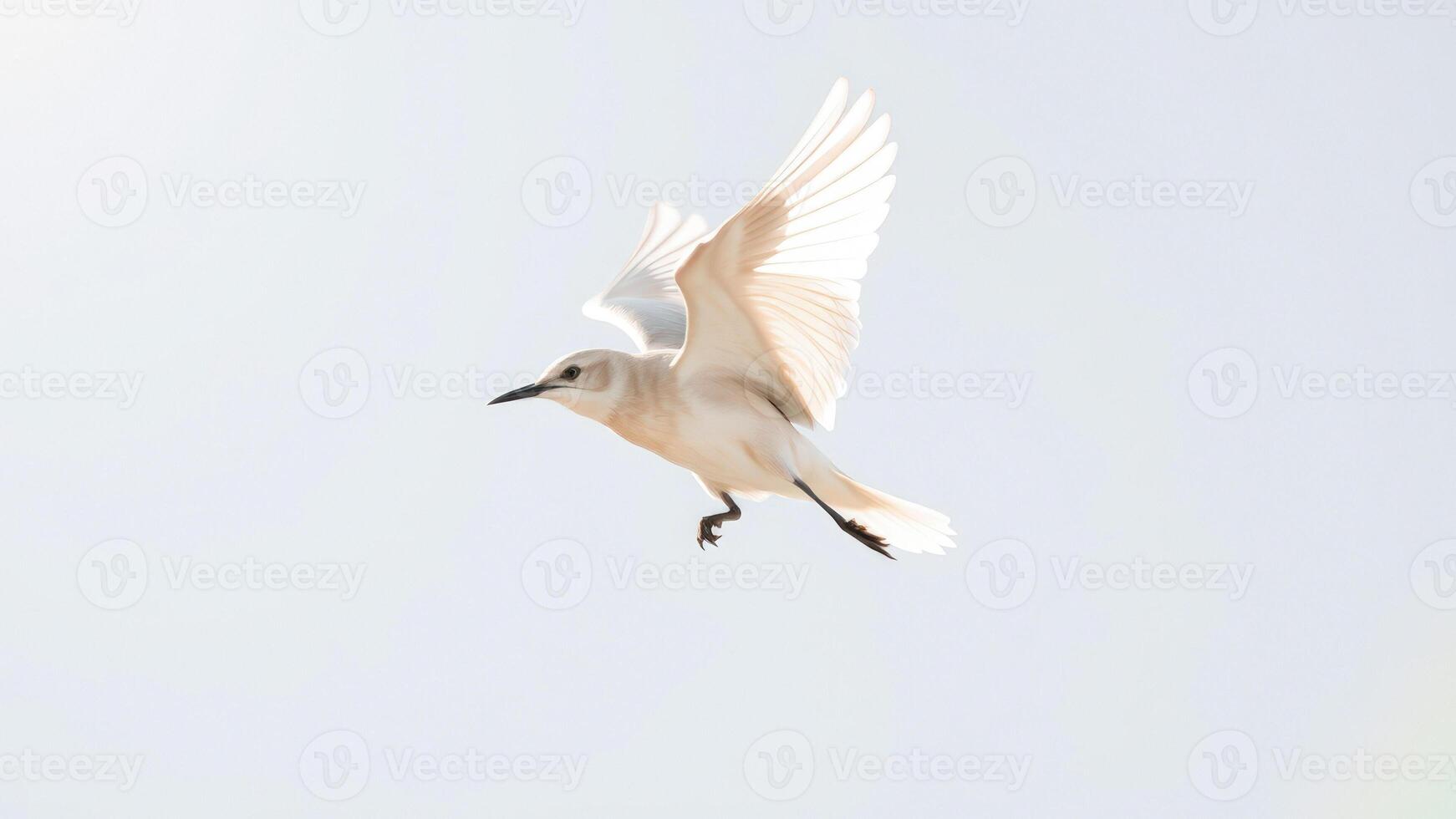 White Bird in Flight Against a Clear Sky photo