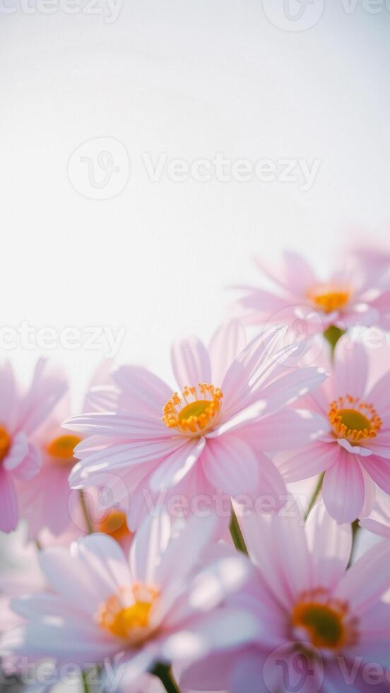 Pink Daisy Flower Macro Closeup photo