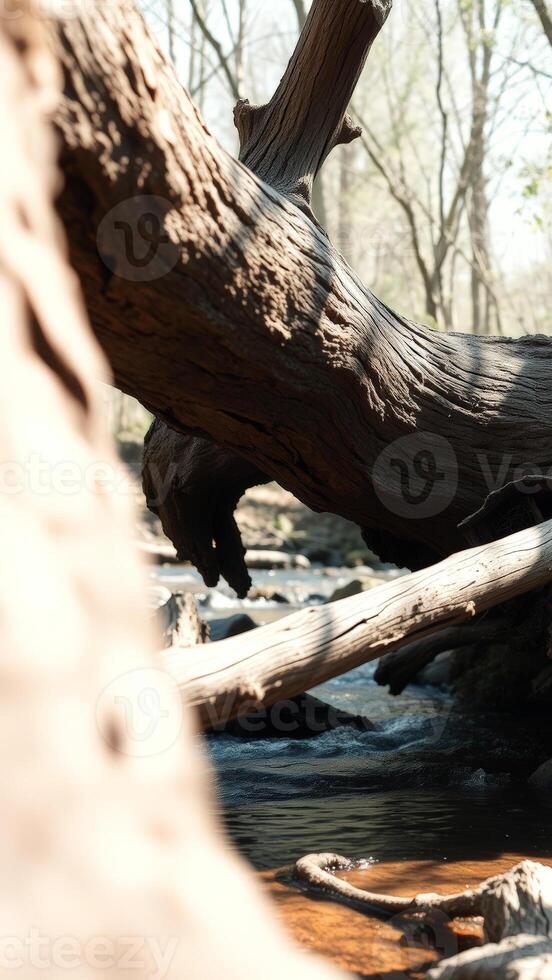Fallen Tree Over a Stream photo