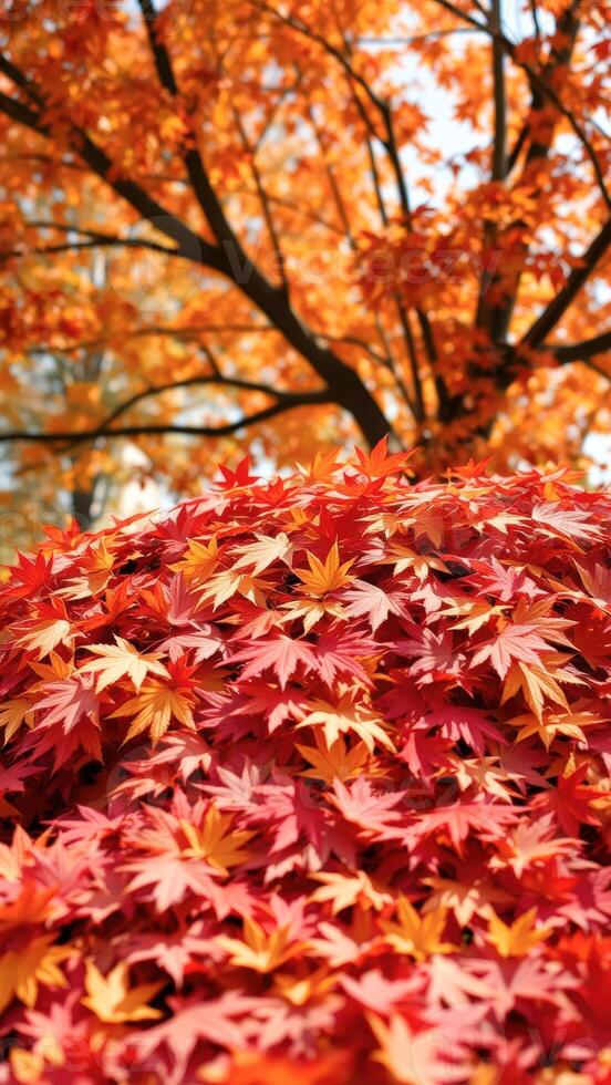 Autumn Maple Leaves photo