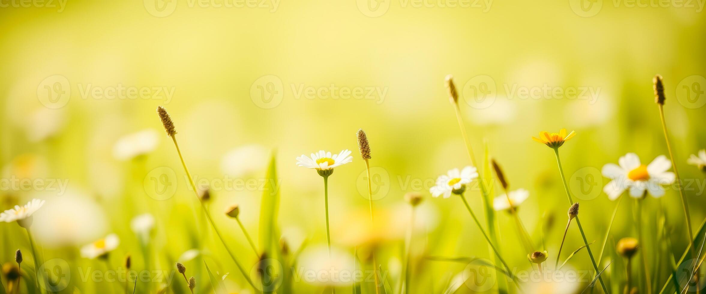 Sunlit Daisies in a Field of Green photo