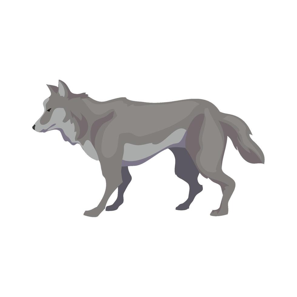 A gray wolf standing on a white background vector