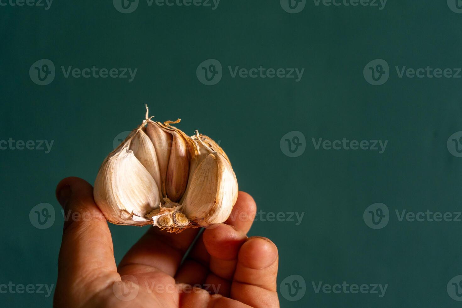 A man's hand holding a garlic bulb against a muted green background, emphasizing the natural texture of the garlic and the subtle contrast with the soft, earthy backdrop. photo