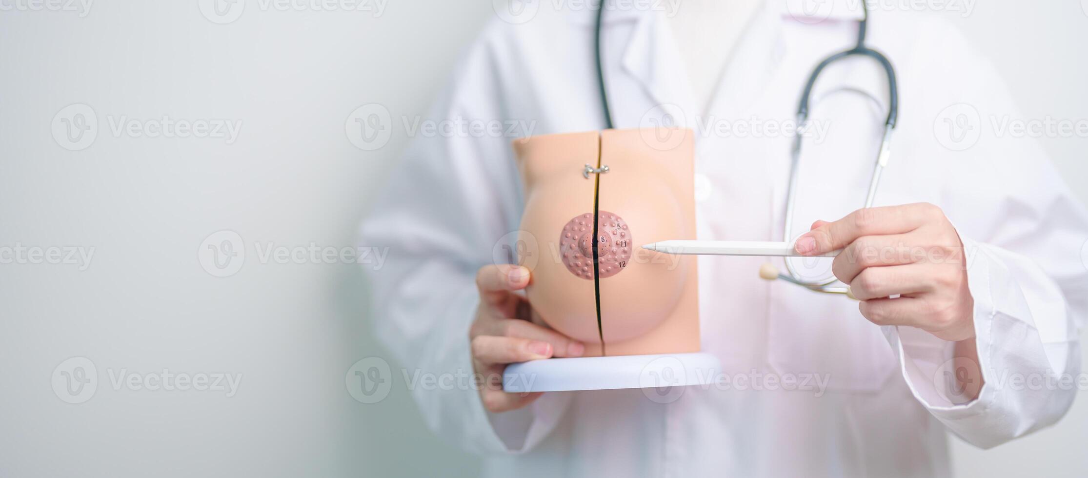 Doctor holding Breast Anatomy model. Breast Augmentation Surgery, October Breast Cancer Awareness month, implant, Diagnosis, Beauty woman enlargement and medical education concept photo