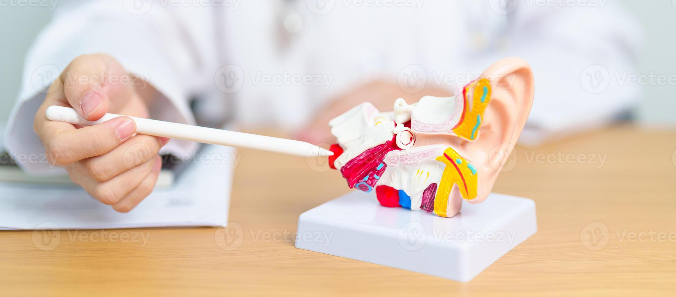 Doctor with human Ear anatomy model. Ear disease, Atresia, Otitis Media, Pertorated Eardrum, Meniere syndrome, otolaryngologist, Ageing Hearing Loss, Schwannoma and Health photo