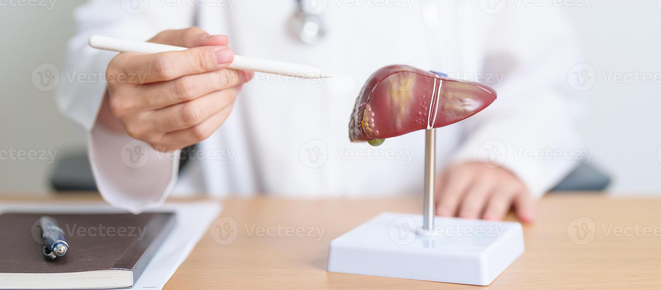 Doctor with human Liver anatomy model. Liver cancer and Tumor, Jaundice, Viral Hepatitis A, B, C, D, E, Cirrhosis, Failure, Enlarged, Hepatic Encephalopathy, Ascites Fluid in Belly and health concept photo