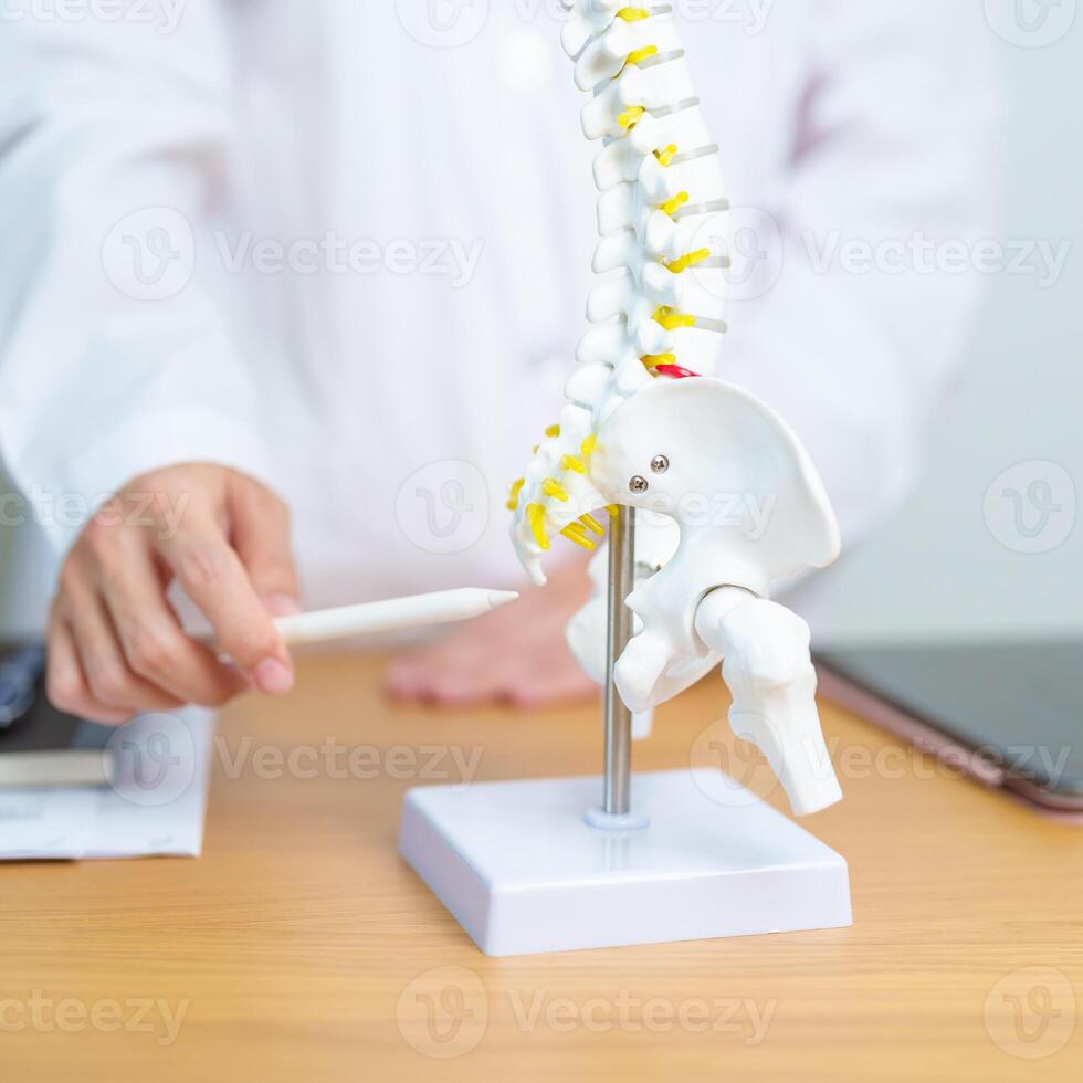 Doctor with human Spine anatomy model. Spinal Cord Disorder and disease, Back pain, Lumbar, Sacral pelvis, Cervical neck, Thoracic, Coccyx, Orthopedist, chiropractic, Office Syndrome and health photo