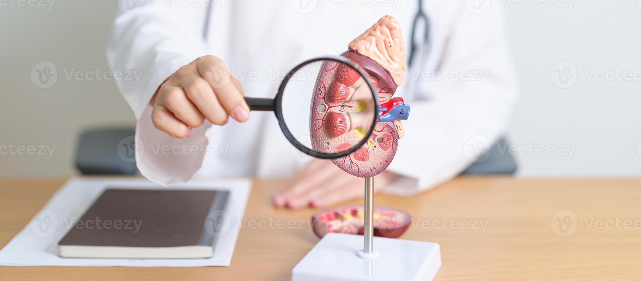 Doctor with Kidney Adrenal gland anatomy model and magnifying glass. disease of Urinary system and Stones, Cancer, world kidney day, Chronic kidney, Urology, Nephritis, Renal, Transplant and health photo