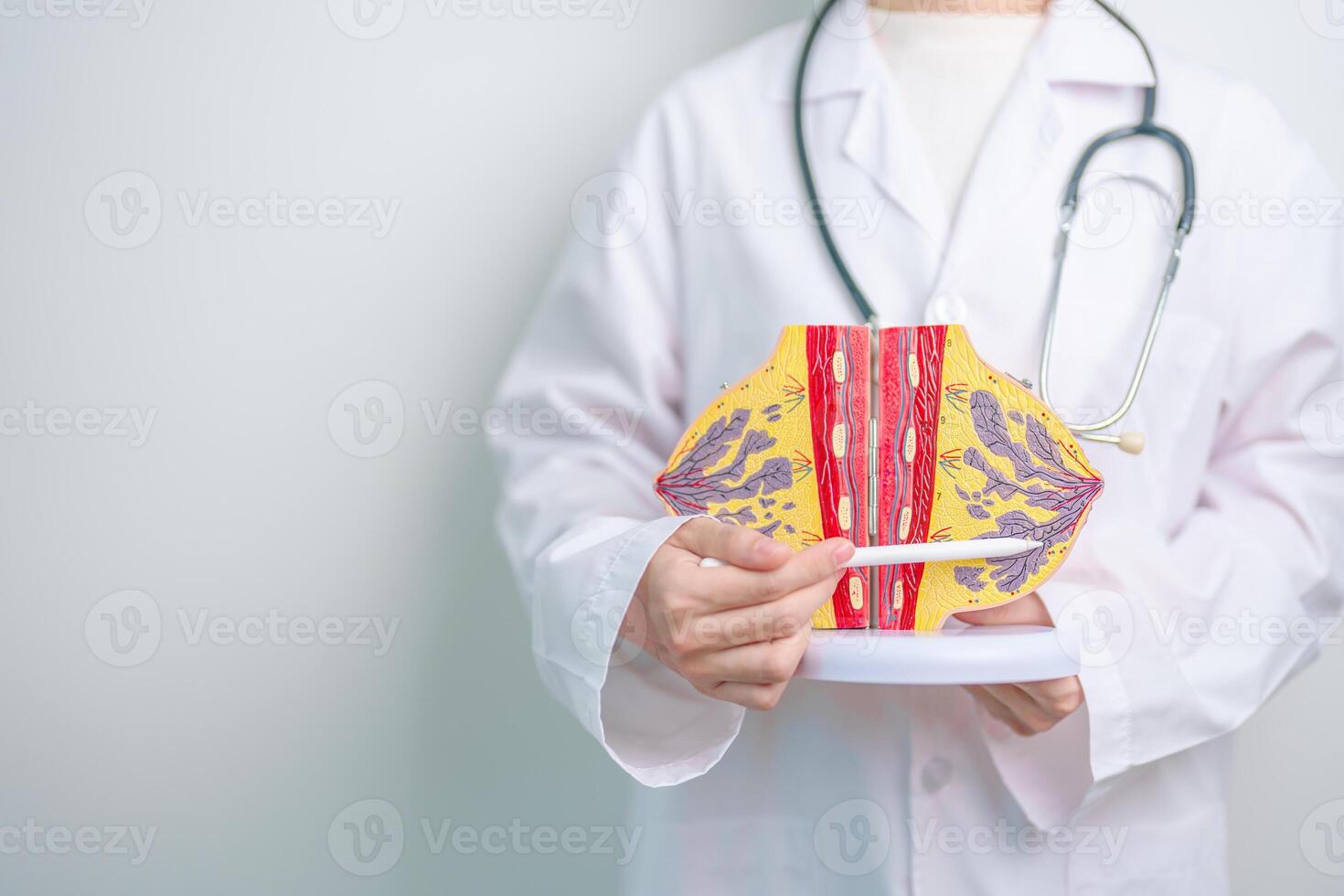Doctor holding Breast Anatomy model. Breast Augmentation Surgery, October Breast Cancer Awareness month, implant, Diagnosis, Beauty woman enlargement and medical education concept photo