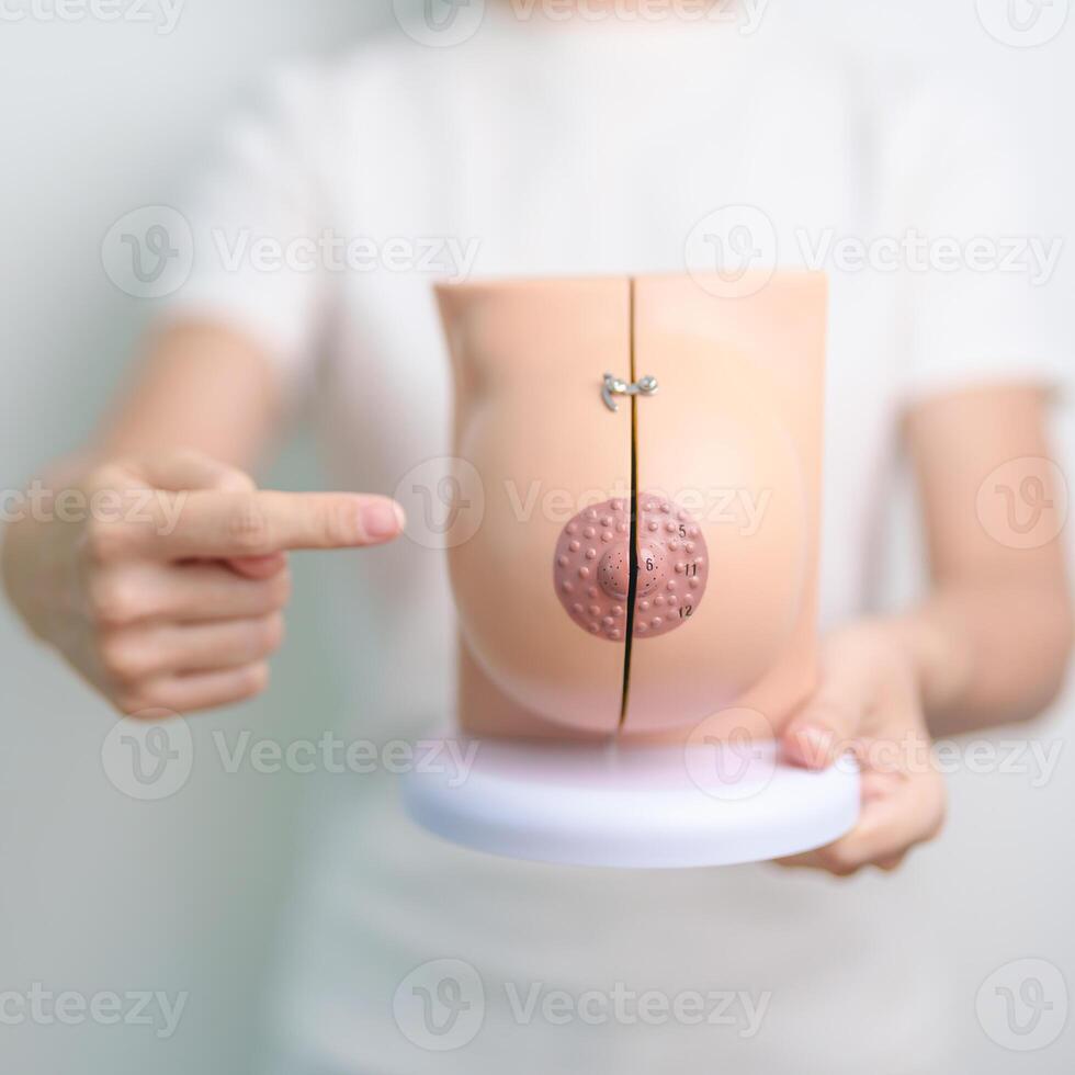 woman holding Breast Anatomy model. Breast Augmentation Surgery, October Breast Cancer Awareness month, implant, Diagnosis, Beauty woman enlargement and medical education concept photo