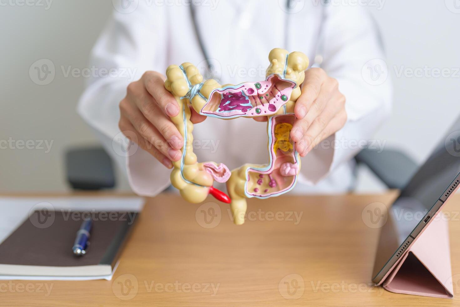 Doctor with human Colon anatomy model and tablet. Colonic disease, Large Intestine, Colorectal cancer, Ulcerative colitis, Diverticulitis, Irritable bowel syndrome and Digestive system photo