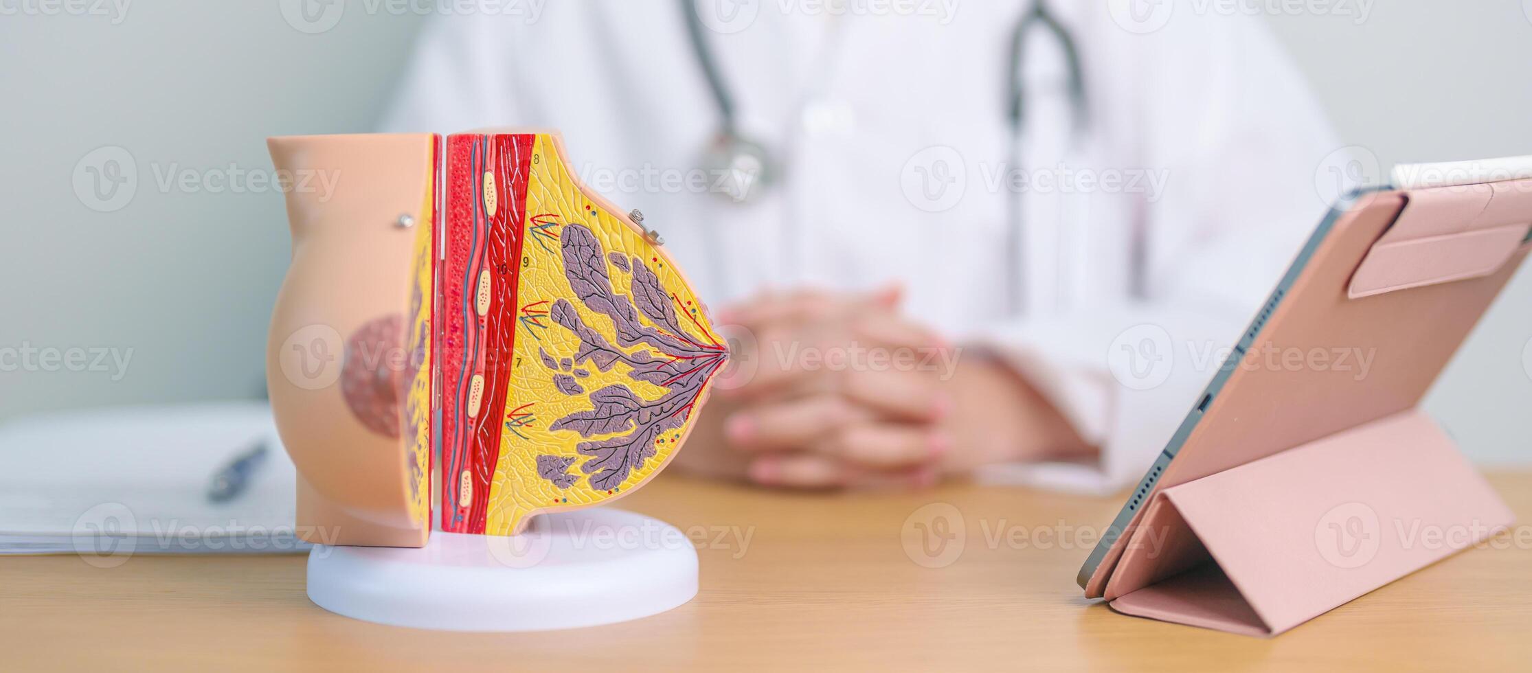 Doctor with Breast Anatomy model. Breast Augmentation Surgery, October Breast Cancer Awareness month, implant, Diagnosis, Beauty woman enlargement and medical education concept photo