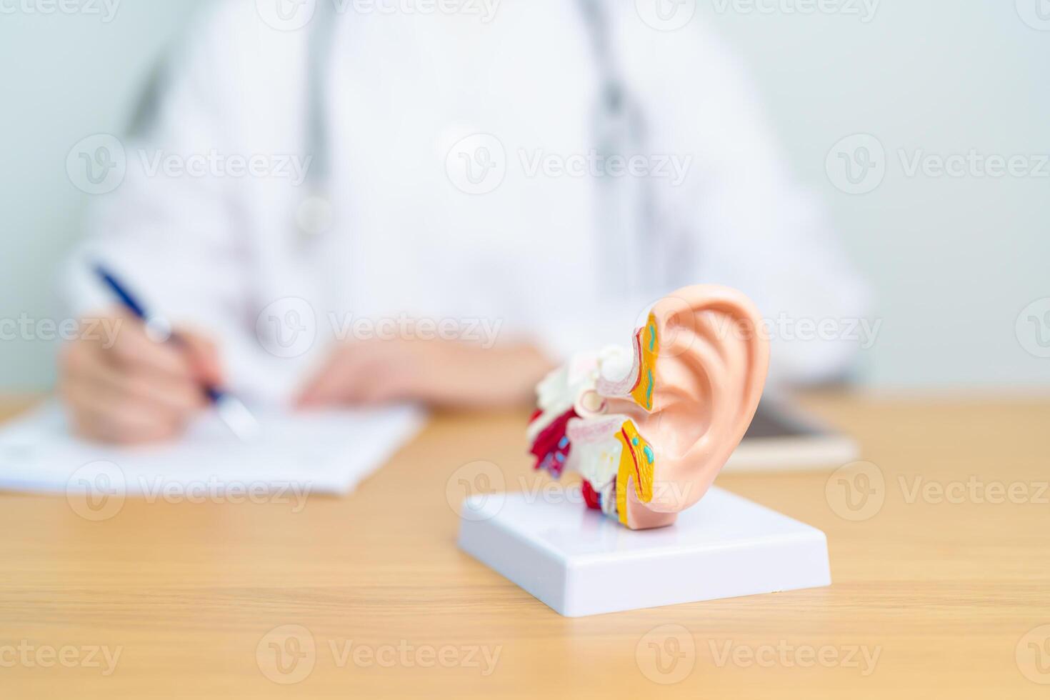 Doctor with human Ear anatomy model. Ear disease, Atresia, Otitis Media, Pertorated Eardrum, Meniere syndrome, otolaryngologist, Ageing Hearing Loss, Schwannoma and Health photo