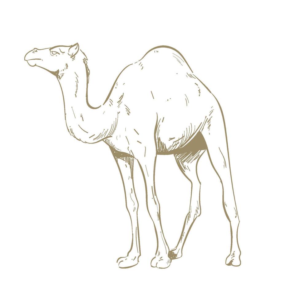 A camel is standing in the desert vector
