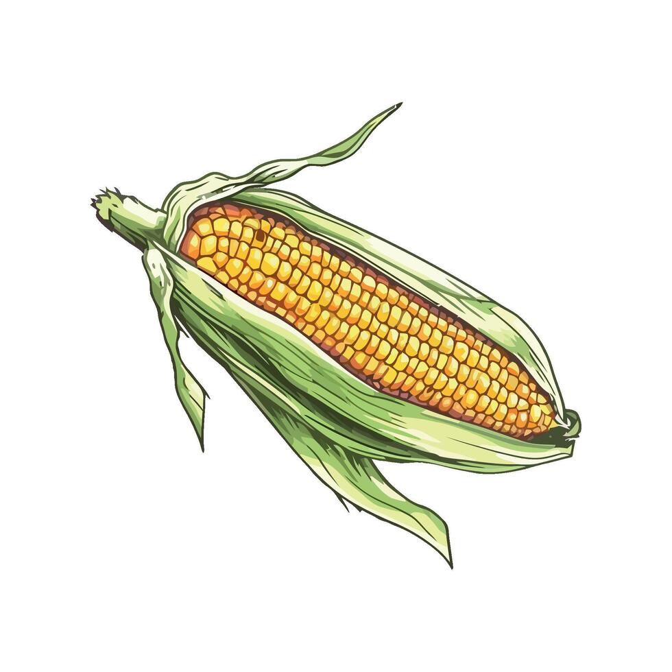 Corn on the cob illustration vector