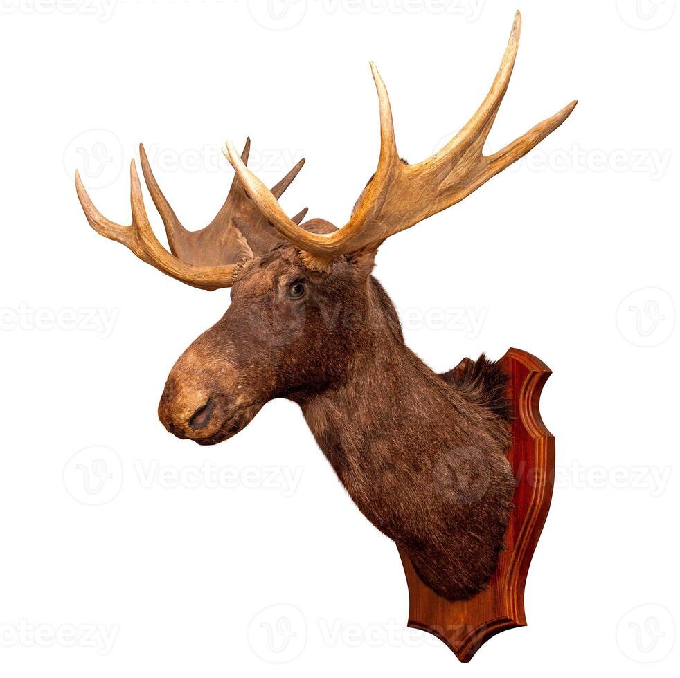 stuffed wild elk head isolated on white background, taxidermy photo