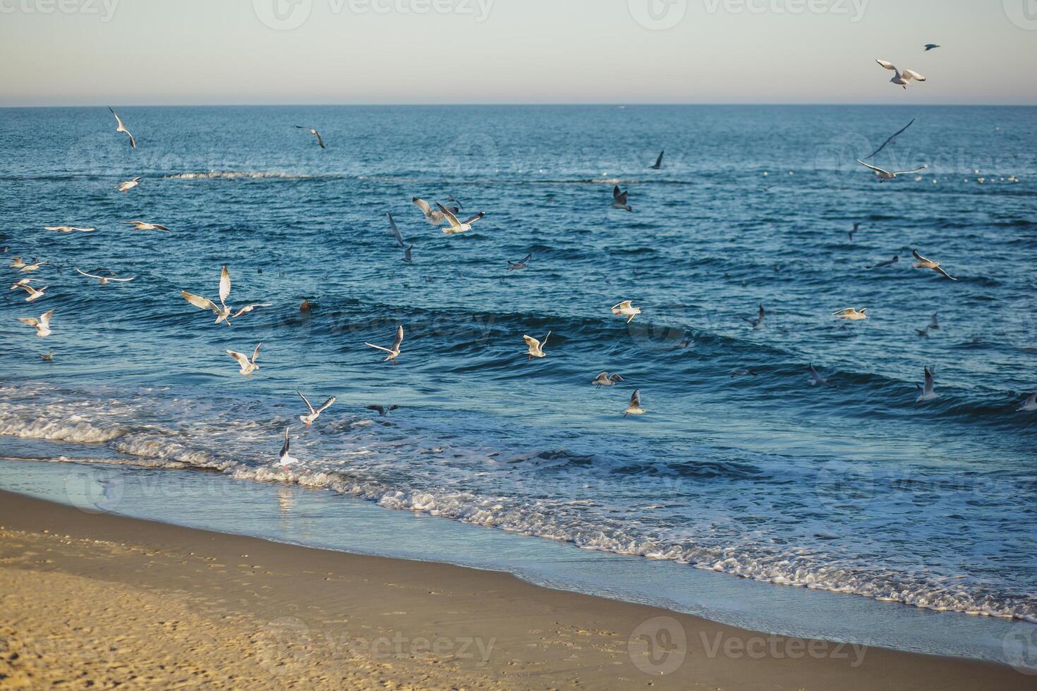 Flock of white seagulls over the sea. Seabirds fly in the air. photo