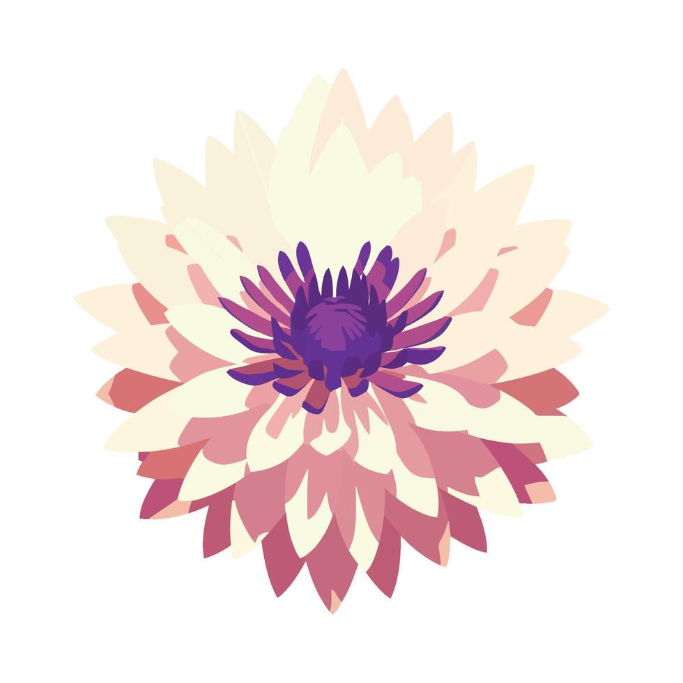 A flower with purple and pink petals on a white background vector