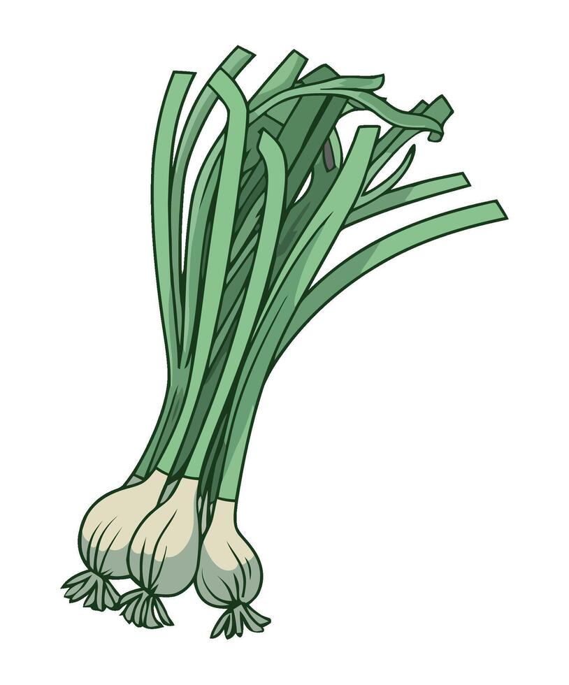A bunch of green onions on a white background vector