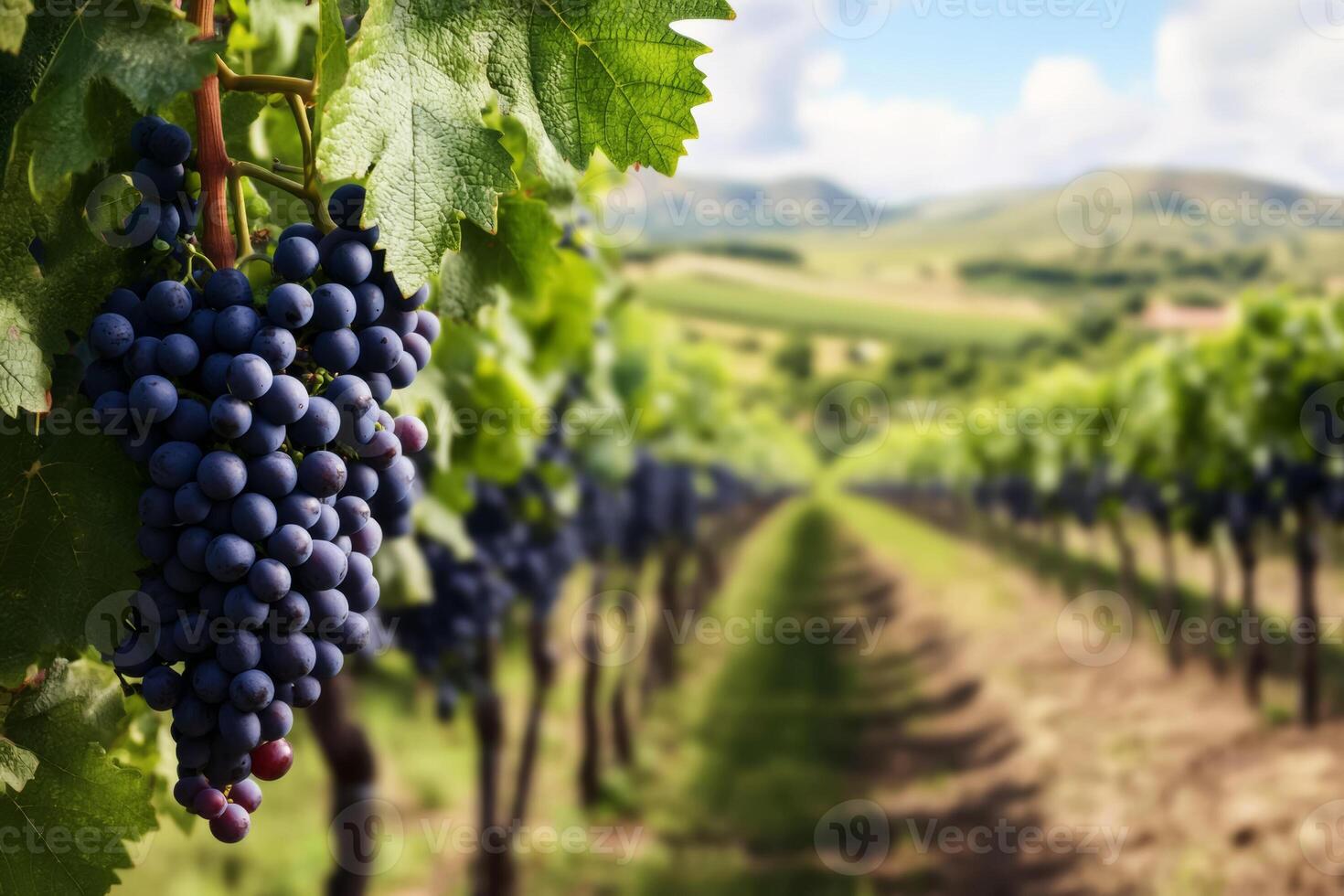 A picturesque vineyard with lush grapevines, highlighting the fruitful bounty of the autumn harvest photo