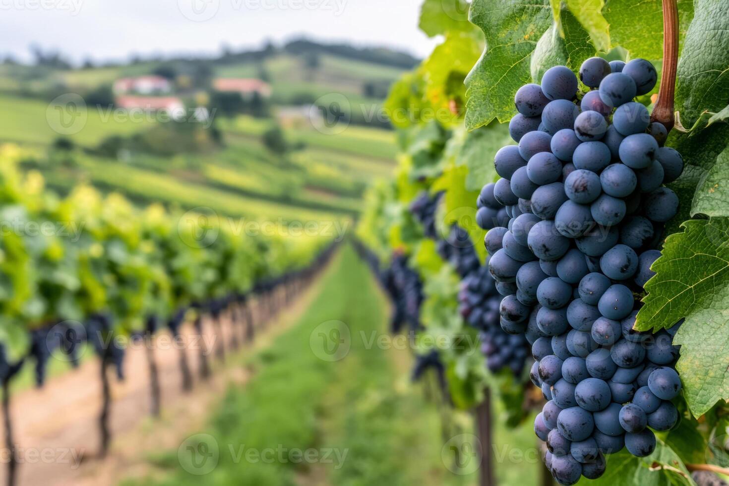 A serene vineyard in autumn with rich green foliage and purple grape, highlighting harvest bounty photo