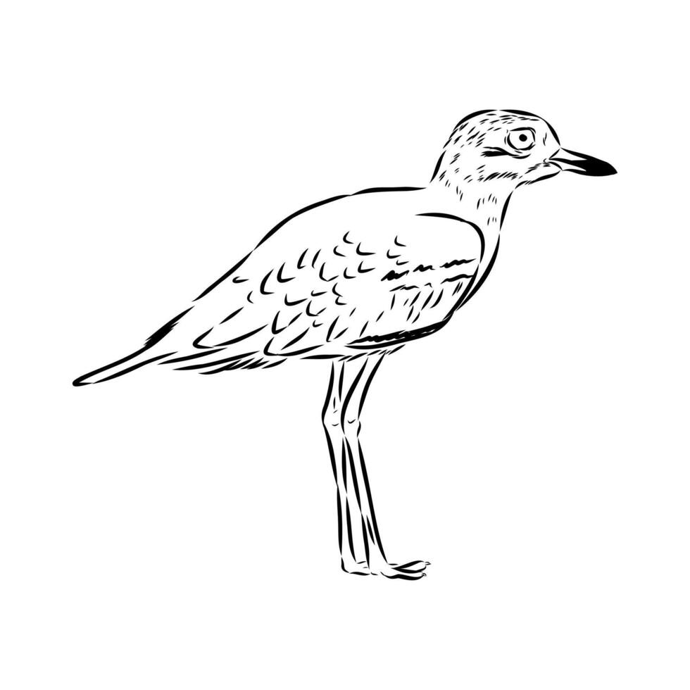 avdotka plover bird sketch vector