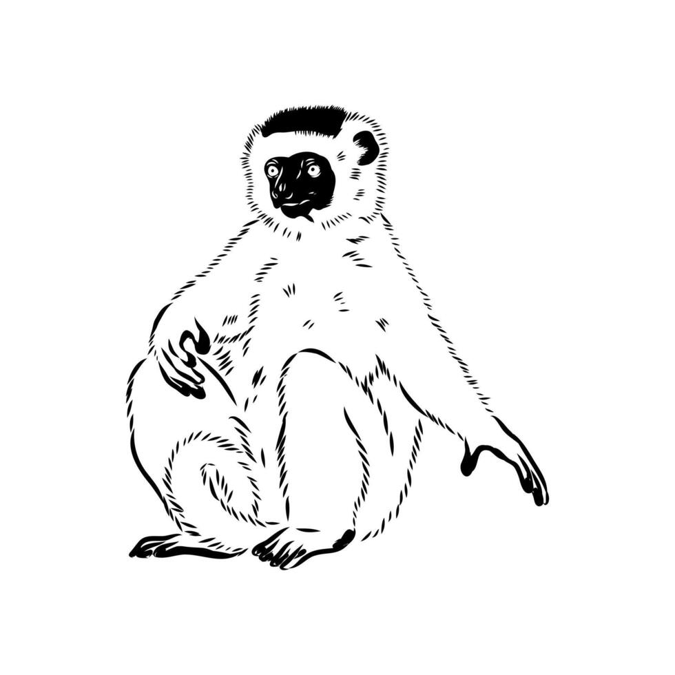 Sifaka indri sketch vector