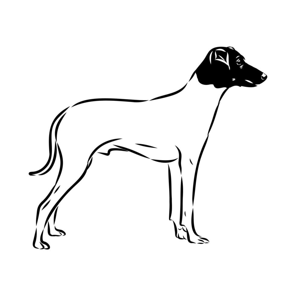 Japanese terrier sketch vector