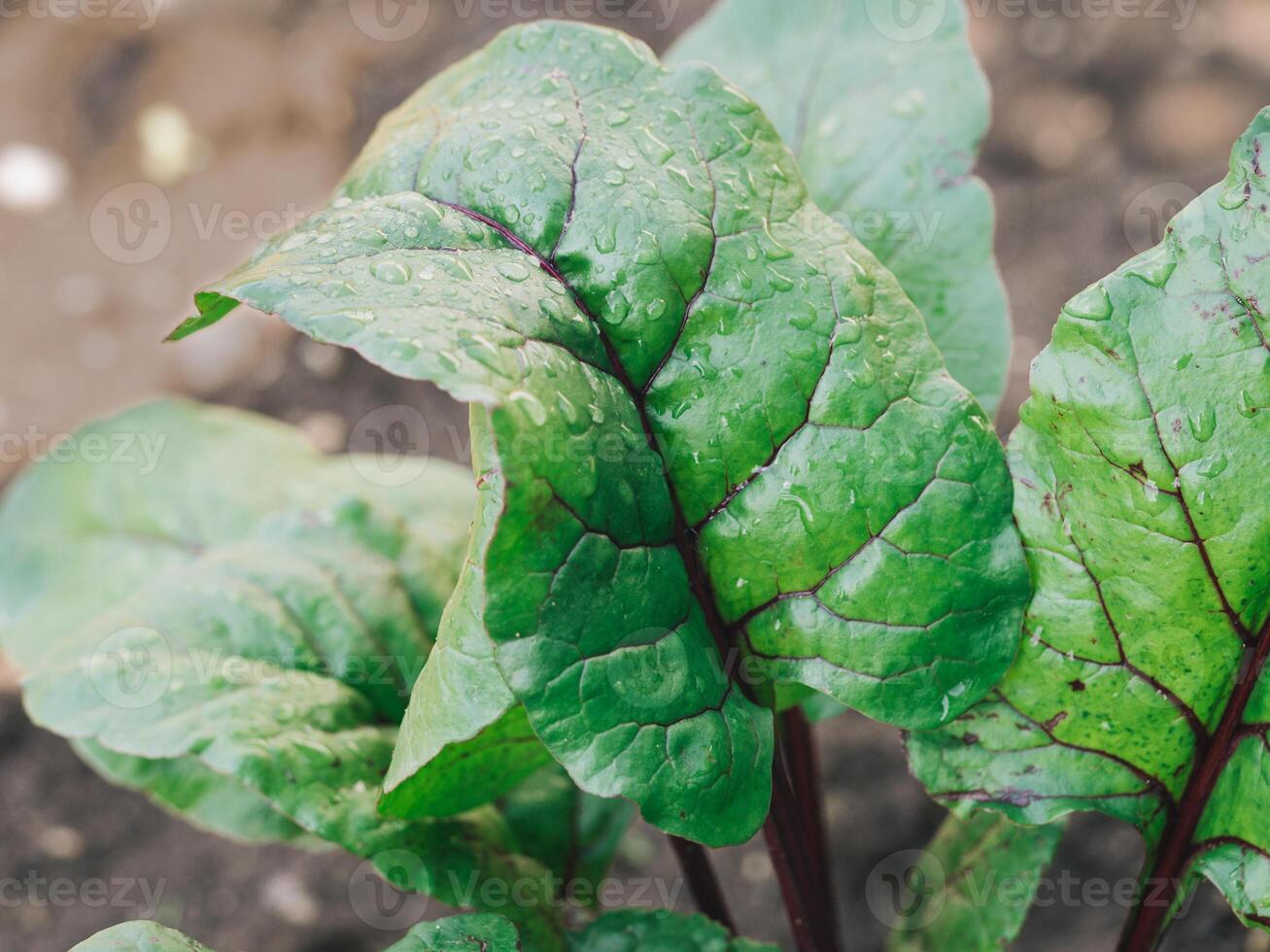 Organic Beet or chard leaves in Garden photo