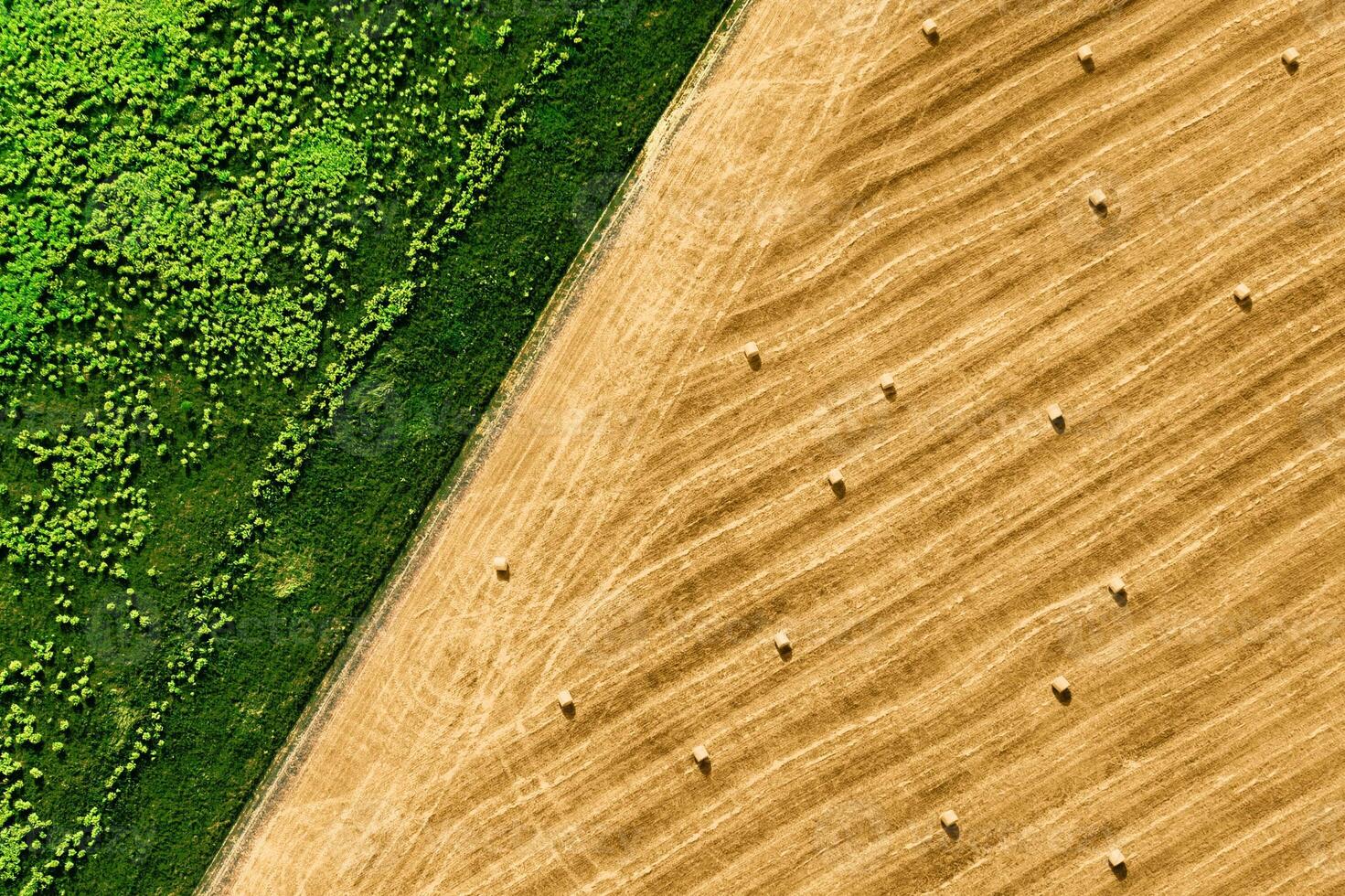 Hay on field aerial top view. Haying photo