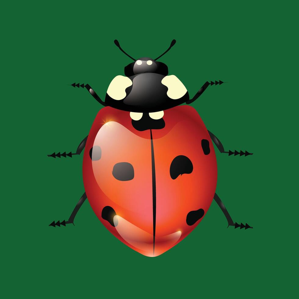 cute real Lady Bug vectors free