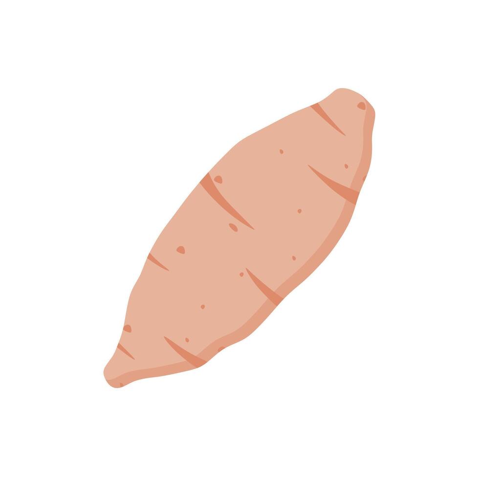 sweet potato illustration. Natural organic cooking ingredient background for restaurant, food recipe or healthy eating concept. vector